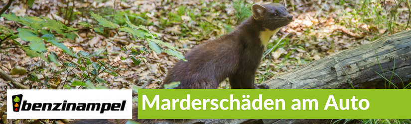 Marderschäden am Auto